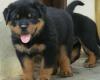 Dogs free USA, Michigan Rottweiler