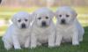 Puppies for sale Spain, Barcelona Labrador