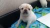 Puppies for sale USA, Kentucky Pug, Pug puppies for adoption