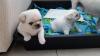 Puppies for sale USA, Pennsylvania Pug, Pug puppies for adoption