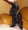 Продам щенка Украина, Киев Кане корсо