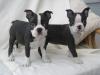Puppies for sale Spain, Figeyras Boston Terrier