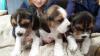 Dogs free Canada, Prince Edward Island, V2L 3M2 Beagle, pure