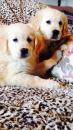 Puppies for sale Canada, Alberta, T5H 1N6 Golden Retriever, pure