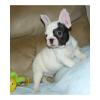 Dogs free Canada, Ontario, London, N6B 1M5 French Bulldog, pure