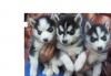 Puppies for sale USA, Arizona, Phoenix Haski