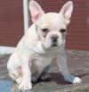 Puppies for sale Hungary, Budapest French Bulldog