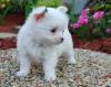 Puppies for sale USA, Texas Chihuahua
