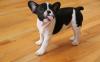 Puppies for sale USA, California French Bulldog