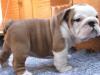 Puppies for sale USA, Wisconsin English Bulldog