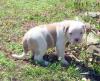 Puppies for sale USA, Michigan American Bulldog