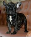 Puppies for sale United Kingdom, Blackburn French Bulldog