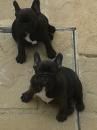 Puppies for sale United Kingdom, Cambridge French Bulldog