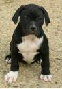 Puppies for sale Canada, Alberta, Edmonton American Bulldog