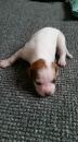 Puppies for sale Canada, Alberta American Bulldog