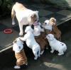 Продам щенка США, Вирджиния Английский бульдог, Oustanding English Bulldog Puppies Available Ready To Go Now Call/Text  (480) 382-5372
