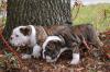 Продам щенка США, Аляска Английский бульдог, Healthy And Adorable English Bulldog Puppies Available For A Lovely Home  Call/Text  (480) 382-5372
