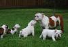 Продам щенка США, Алабама, Alabama  36130 Английский бульдог, English Bulldog Puppies for Sale