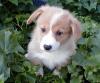 Puppies for sale USA, Texas, 78214  SAN ANTONIO Other breed, pembroke welsh  corgi