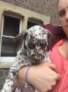 Puppies for sale USA, Montana Dalmatian