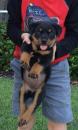 Puppies for sale USA, California Rottweiler