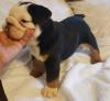 Puppies for sale USA, California English Bulldog