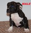 Puppies for sale Bulgaria, Varna American Pit-Bull Terrier, American Bully puppies for sale