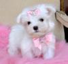 Puppies for sale Slovakia, Bratislava Maltese