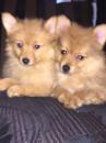 Puppies for sale USA, California, San Francisco Pomeranian Spitz