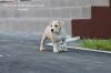 Puppies for sale Russia, Moscow American Staffordshire Terrier