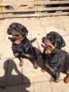 Puppies for sale USA, California Rottweiler