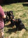 Puppies for sale USA, California, San Francisco Rottweiler