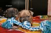 Продам щенка Казахстан, Шымкент Французский бульдог