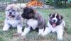 Продам щенка Россия, Краснодар, Джубга Большая японская собака, Американская Акита
