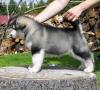 Продам щенка Россия, Московская область, Голицыно Аляскинский маламут