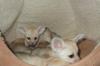 Продам щенка США, Мэриленд Другая порода/смешанная, male and female fennec fox available