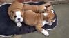 Puppies for sale Slovenia, Skopje English Bulldog