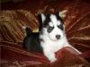 Dogs free Russia, Moscow Other breed