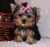 Puppies for sale USA, California, Los Angeles Yorkshire Terrier