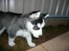 Dogs free United Kingdom, Birmingham Other breed