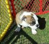 Puppies for sale Estonia, Tallinn, Tallinn English Bulldog