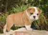 Puppies for sale Hungary, Budapest English Bulldog, English bulldog