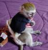 Puppies for sale USA, Oregon Yorkshire Terrier, Monkeys 