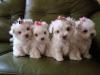 Puppies for sale USA, New York Maltese