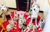 Puppies for sale USA, North Carolina Other breed