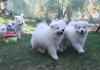 Puppies for sale Bulgaria, Stara Zagora, Gurkovo Samoyed dog (Samoyed)