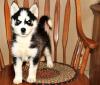 Puppies for sale Russia, Yuzhno-Sakhalinsk Other breed