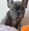 Puppies for sale Estonia, Tallinn French Bulldog