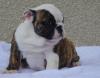 Puppies for sale Estonia, Tallinn English Bulldog
