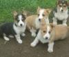 Puppies for sale Estonia, Tallinn , Georgeous Corgi Puppies